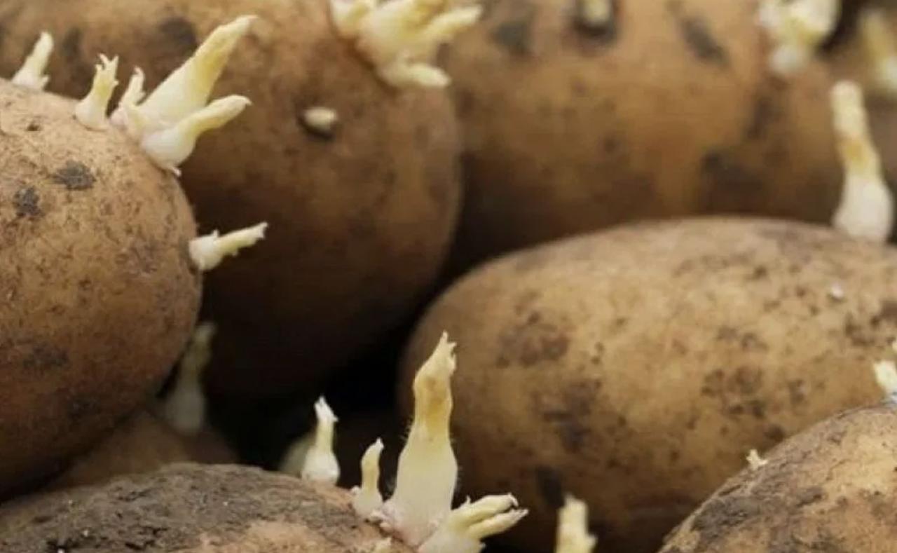 Patatas naturales